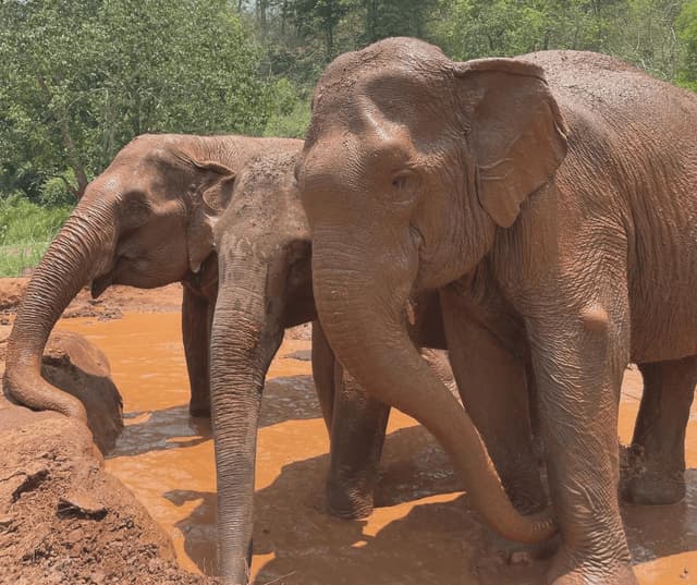 image-of-two-elephants